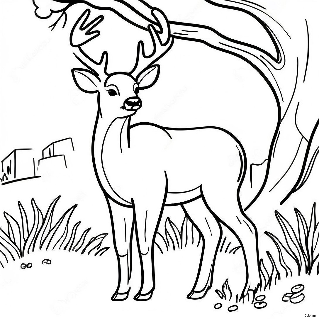 Graceful White Tailed Deer Grazing Coloring Page 59337 49262