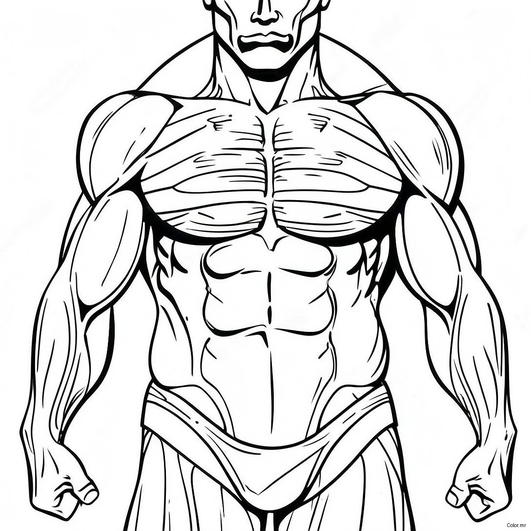 Pagina Da Colorare Dei Muscoli Umani Dettagliati 31369 28089