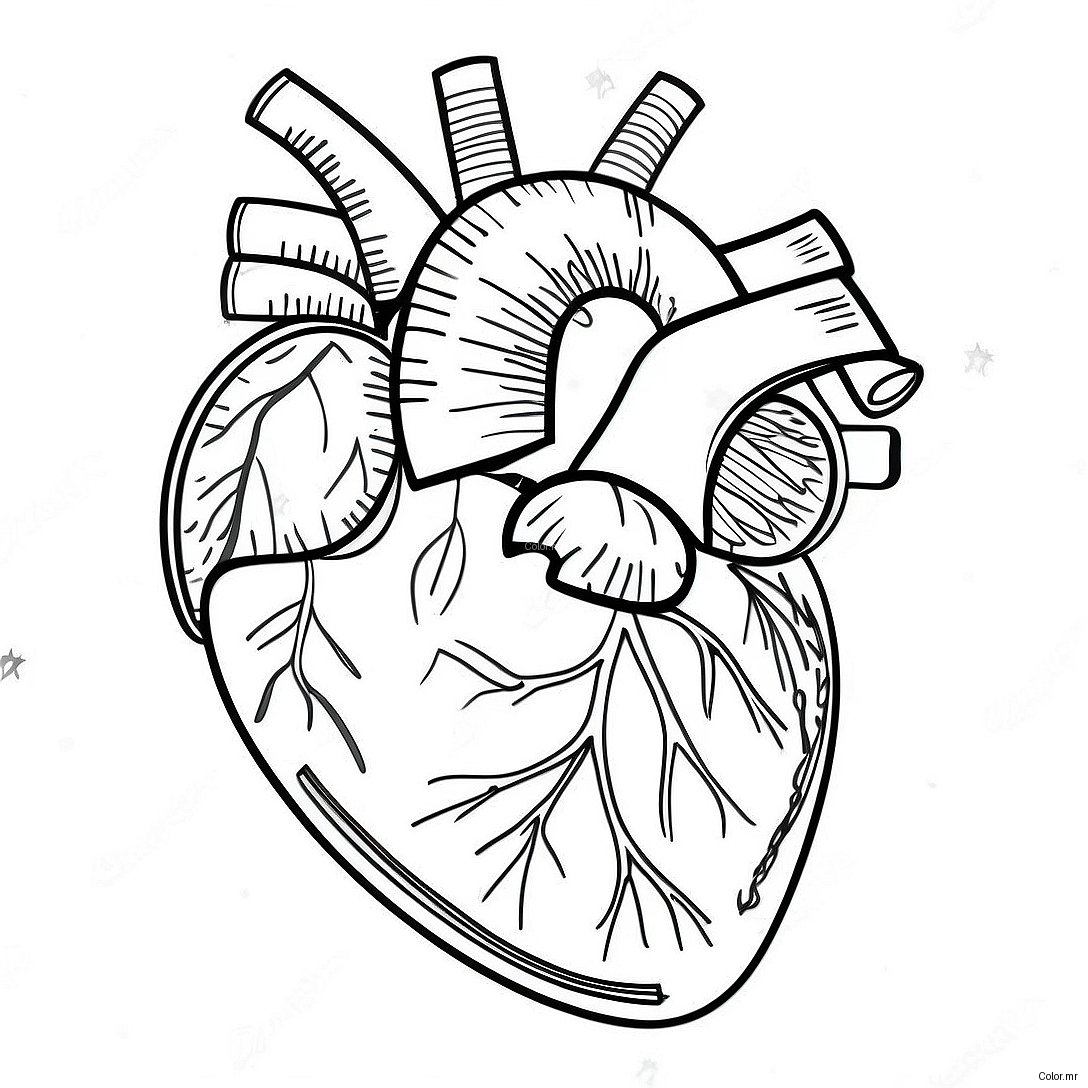 Pagina Da Colorare Dellanatomia Dettagliata Del Cuore 3951 3197