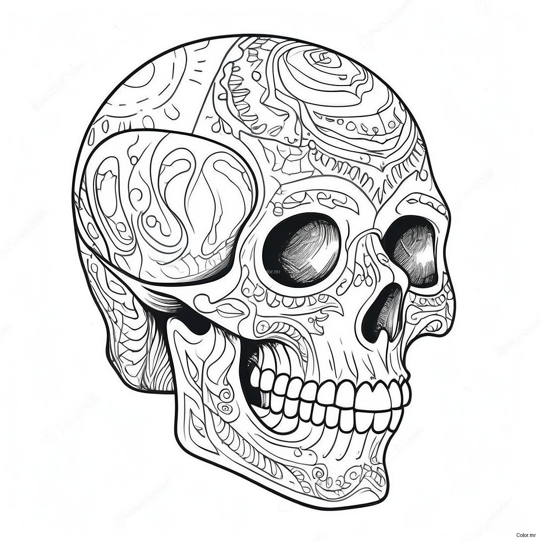 Pagina Da Colorare Dellanatomia Dettagliata Del Teschio 23154 21262