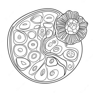 Pagina Da Colorare Del Diagramma Della Cellula Vegetale 10817-8868