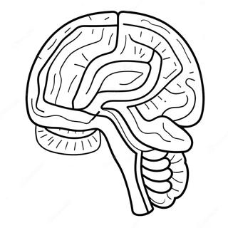 Pagina Da Colorare Dellanatomia Del Cervello Colorata 11718-9598