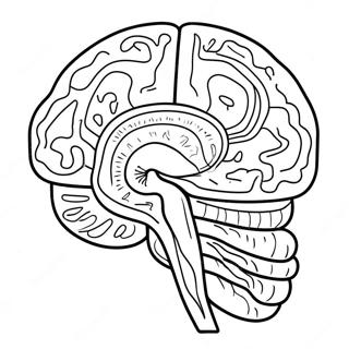 Pagina Da Colorare Dellanatomia Del Cervello Colorata 11718-9600