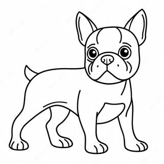 Pagina Da Colorare Del Boston Terrier 16422-13838