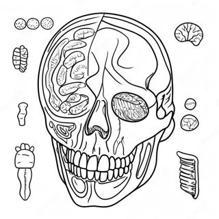 Pagina Da Colorare Di Anatomia E Fisiologia 17173-14440