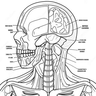 Pagine Di Lavoro Di Anatomia E Fisiologia Pagine Da Colorare