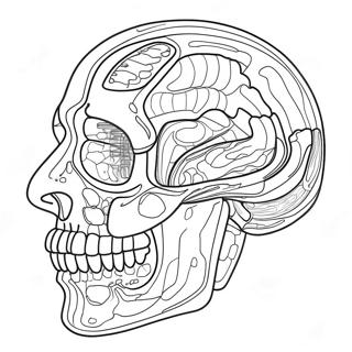 Pagina Da Colorare Di Anatomia E Fisiologia 37505-31231