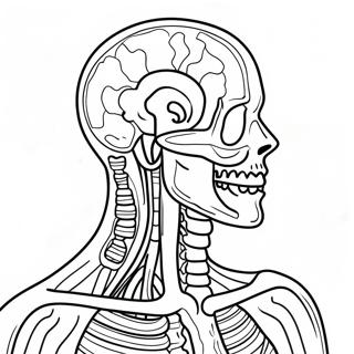 Pagina Da Colorare Di Anatomia E Fisiologia 37505-31232