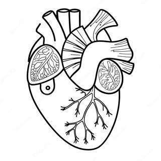 Pagina Da Colorare Dellanatomia Del Cuore 3950-3196