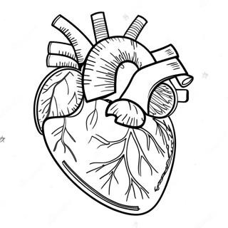 Pagina Da Colorare Dellanatomia Dettagliata Del Cuore 3951-3197