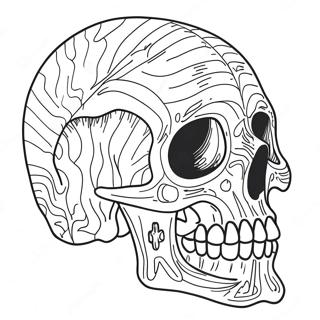 Anatomia Del Cranio Pagine Da Colorare