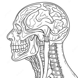 Pagina Da Colorare Dellanatomia Umana 41399-34356