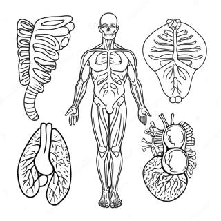 Pagina Da Colorare Dei Sistemi Del Corpo 42280-35046