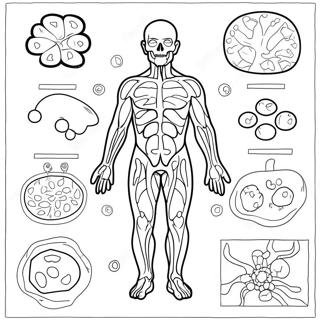 Pagina Da Colorare Del Diagramma Del Sistema Immunitario 46263-38531