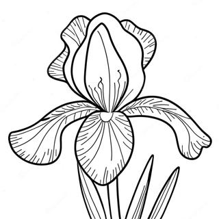 Iris Pagine Da Colorare