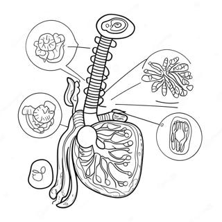 Pagina Da Colorare Del Diagramma Del Sistema Digestivo 53638-44554