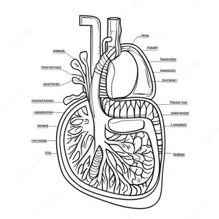 Pagina Da Colorare Del Diagramma Del Sistema Digestivo 53638-44556