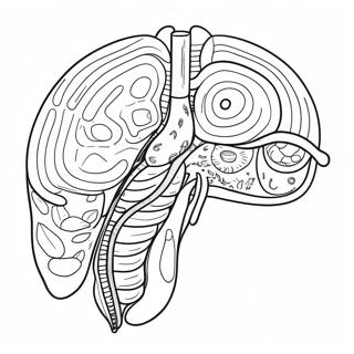 Pagina Da Colorare Del Diagramma Del Sistema Digestivo 53638-44709