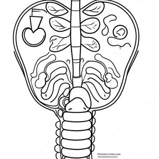 Pagina Da Colorare Del Diagramma Del Sistema Digestivo 53638-44711