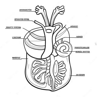 Pagina Da Colorare Del Diagramma Del Sistema Digestivo 53638-44712