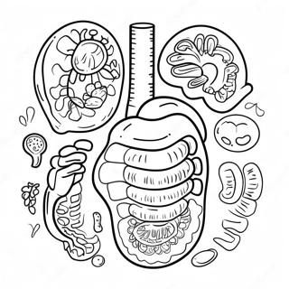 Pagina Da Colorare Degli Organi Digestivi Colorati 53639-44551