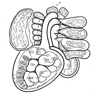 Pagina Da Colorare Degli Organi Digestivi Colorati 53639-44714