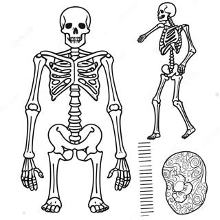 Pagina Da Colorare Interattiva Dellanatomia Dello Scheletro 67953-56047