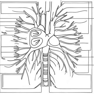 Diagramma Del Sistema Circolatorio Da Colorare 73324-60542