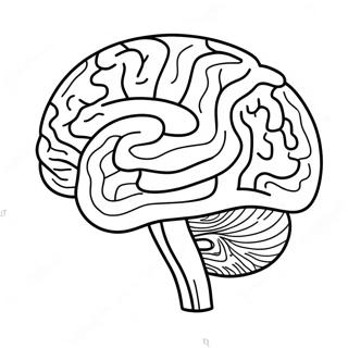 Pagina Da Colorare Dellanatomia Del Cervello 73725-60843