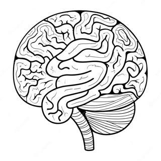 Pagina Da Colorare Della Struttura Cerebrale Colorata 73726-60845