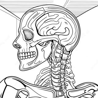 Anatomia Pagine Da Colorare